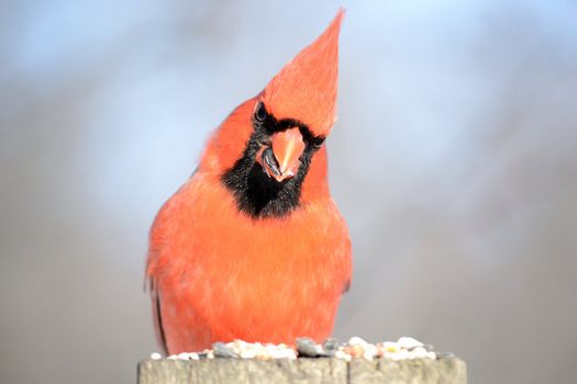 A male cardinal perched on a post eating bird seed.