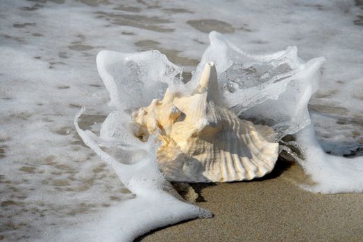 shell on the seashore