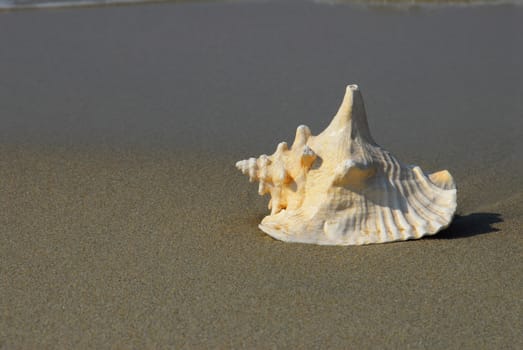 shell on the seashore