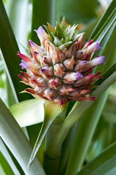 fresh pineapple fruit with purple flowers close-up