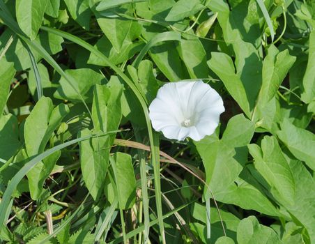 Bindweed, white flowers and green leaves, July, the Central Russia