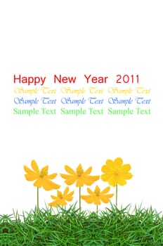 yellow flower (Cosmos) and fresh spring green grass isolated on white background with copy space