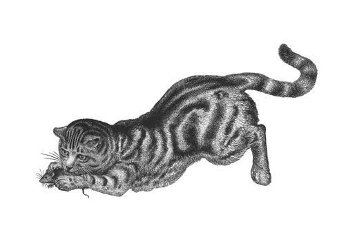 Old classic vintage black and white natural history style illustration of a cat that caught a mouse.