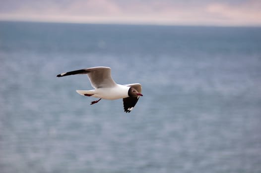 Still view of a flying seagull over a blue lake