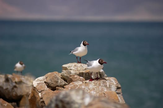 Seagulls standing on rocks of an island with blurred blue water as background