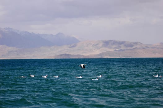 Seabirds swimming and flying at a blue lake