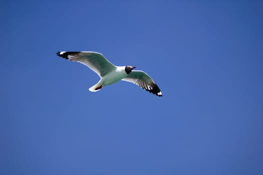 Single seabird flying in the blue sky