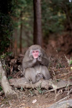 A monkey in a Japanese autumn forest 
