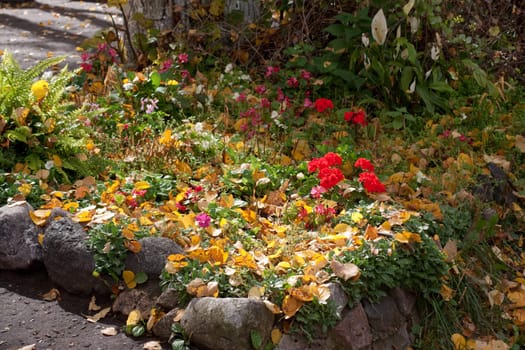 An autumn flowerbed with flowers and yellow leaves
