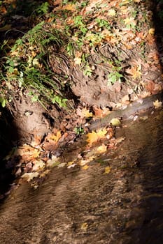 Yellow maple leaves in a forest stream
