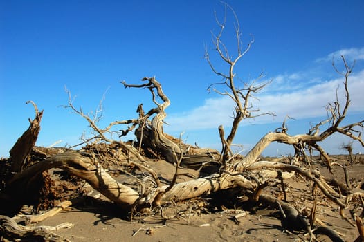 Landscape of dead tree trunks in the desert