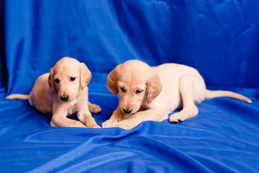 Two white saluki pups on blue background
