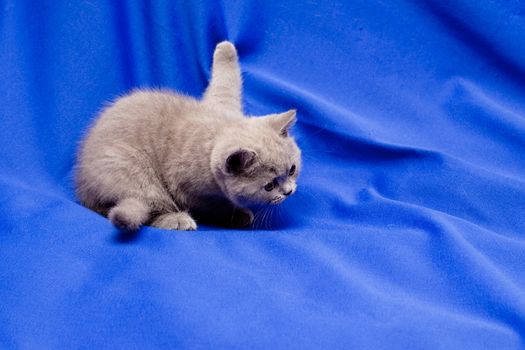 A yellow-eyed British kitten on blue background
