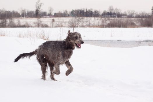 An irish wolfhound running on a snow-covered field
