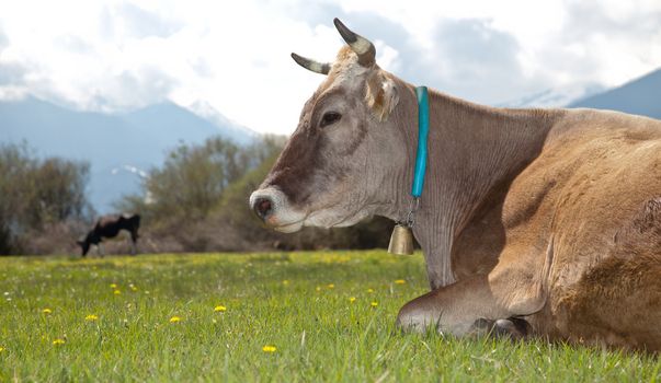 Close-up of brown cow lying on green meadow