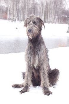 An irish wolfhound sitting on a snow-covered field
