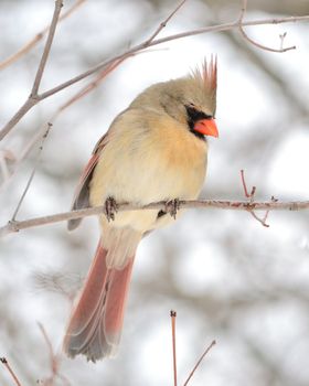 A female cardinal perched on a tree branch.