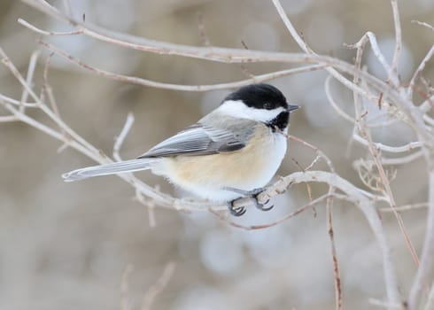 A black-capped chickadee perched on a tree branch.