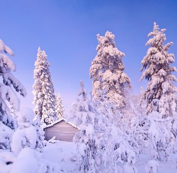 Winter fairy snow forest with pine trees at sunset. Finland