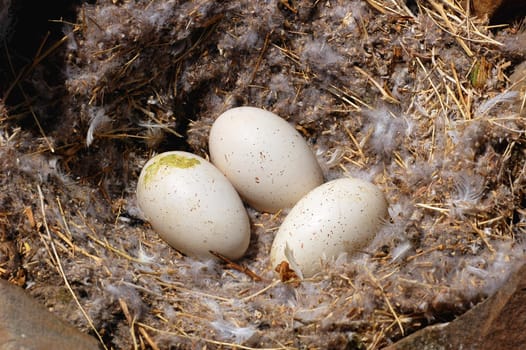 A wild bird nest with three eggs