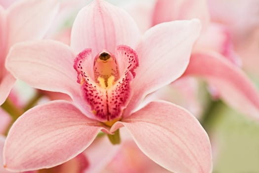 Boat orchid or Cymbidium in honeysuckle color