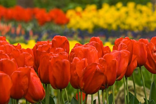 Garden arrangement - Red tulips in spring