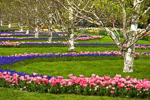 Flower arrangement with tulips and birch trees - park in spring