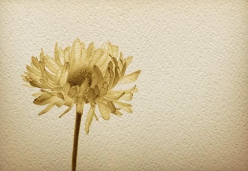Watercolor paper background with monochrome sepia image of a flower.
Romantic and sadness concept