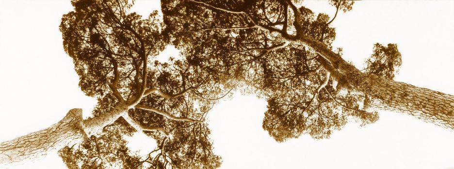 Darkroom image of a panoramic sepia pines shot watched from below