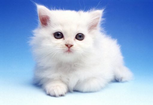Little white kitten on a blue gradient background