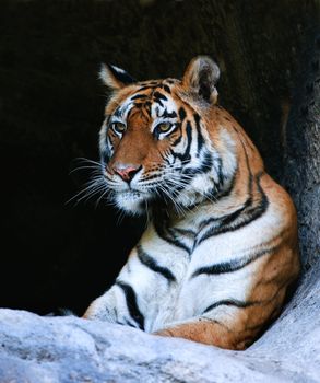 Bengal Tiger Portrait. Tiger portrait shot. Picture taken in  National Park, India