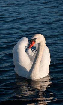 Wild swan portrait. Cygnus olor An adult in threat posture on a tranquil water