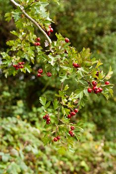 Hawthorn Berries in hedgerow by side of path