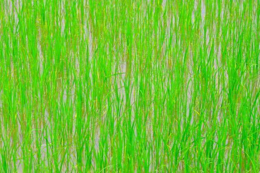 rice plants in the rice farm