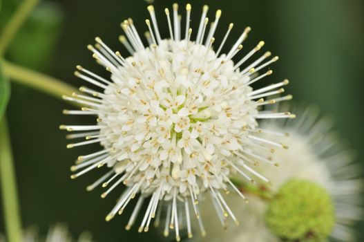 A button bush flower bloom close up shot.