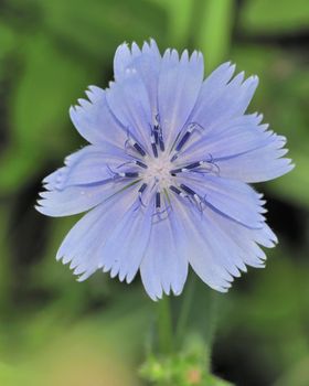 A close up of a chicory flower in the summertime.