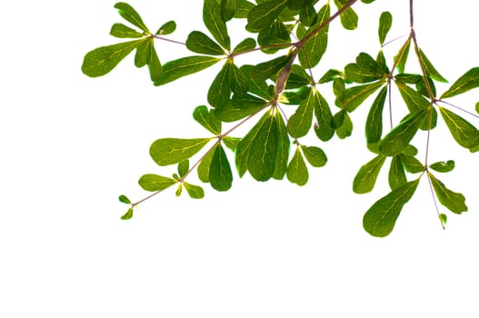green leaves on white background
