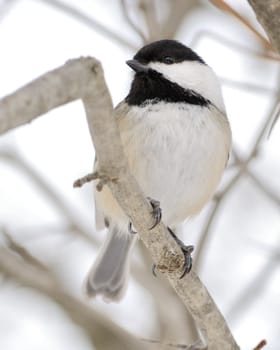 A black-capped chickadee perched on a tree branch.