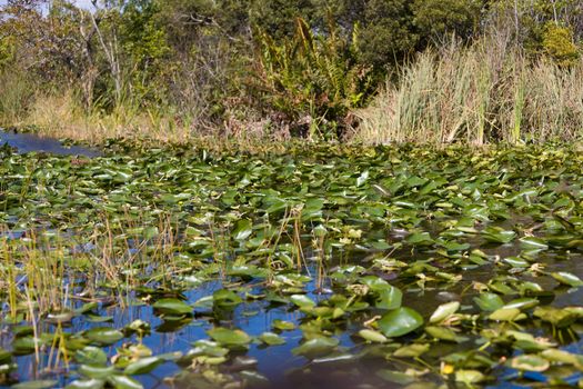 Yellow Pond Lily in the swamp of the Everglades National Park in Florida