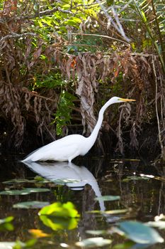 A white Great Egret in flight in the Everglades swamp in Florida