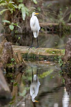 A white Great Egret in flight in the Everglades swamp in Florida