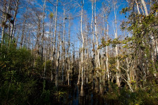 Cypress and other vegetation from the swamp of the Eveglades National Park in Florida