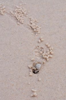 swift land crab on the beach