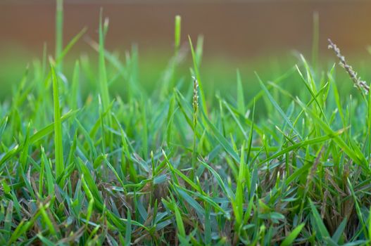 green grass in the green field