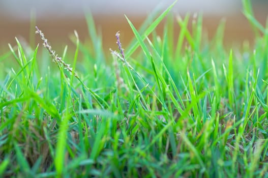 green grass in the green field