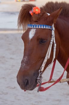 horse is stang on the beach