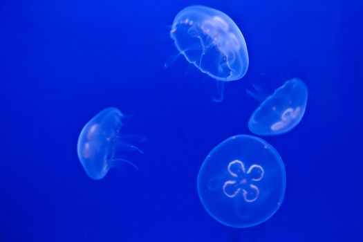 Jellifish in aquarium with simple blue background