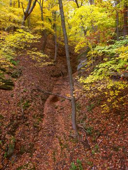 A deep gorge fills with falling leaves at Kishwaukee Gorge Forest Preserve in Illinois.