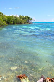 The Caribbean coastline at Guanica Dry Forest Reserve - Puerto Rico.