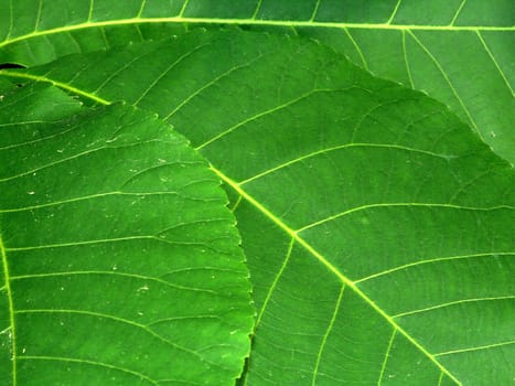 Background of bright green leaves in Wisconsin.